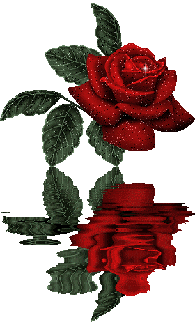 Rose Reflection