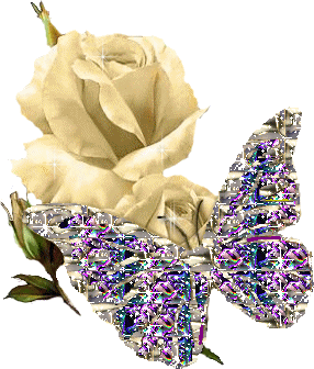 Butterfly And White Rose