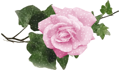 Pink Rose - Symbol Of Gracefulness
