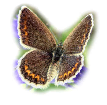 Flickering Butterfly Graphic