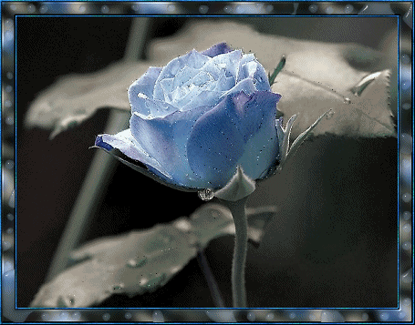 Scintillating Blue Rose
