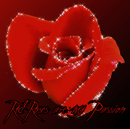 Red Rose are My Passion