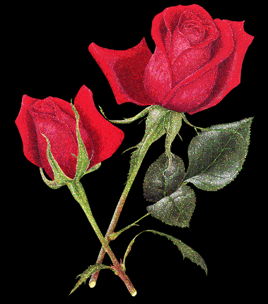 Glistening Rose Graphic