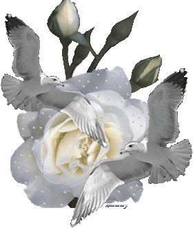 Glittering White Rose