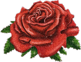 Delightful Rose Graphic