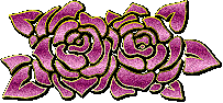 Pink rose Splendor