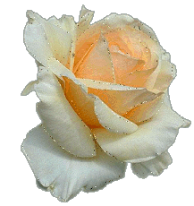 White Glittering Beautiful Rose