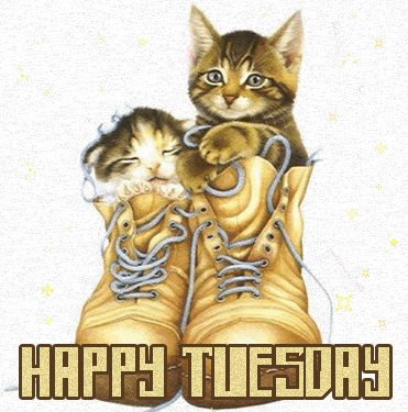 Happy Tuesday With Cute Cats