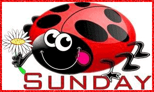 Sunday Beetle Graphic