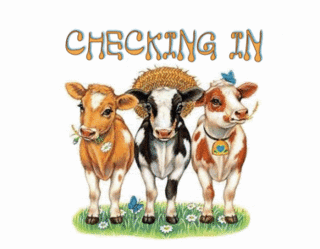 Cows Checking In Graphic