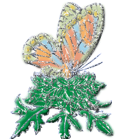 Shimmering Butterfly Image