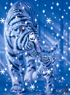 Snowfall On Tiger Graphic